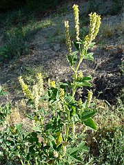 melilotus indica